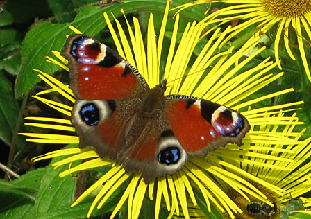Picture of wildlife
